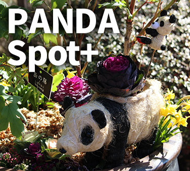 PANDA Spot+